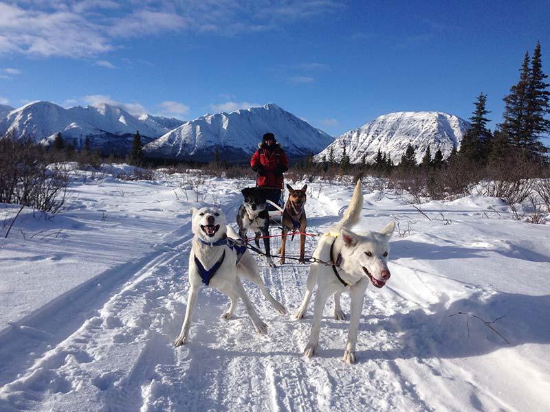 Dog Sledding in the Southern Lakes Region only half an hour from Carcross on Annie Lake Road